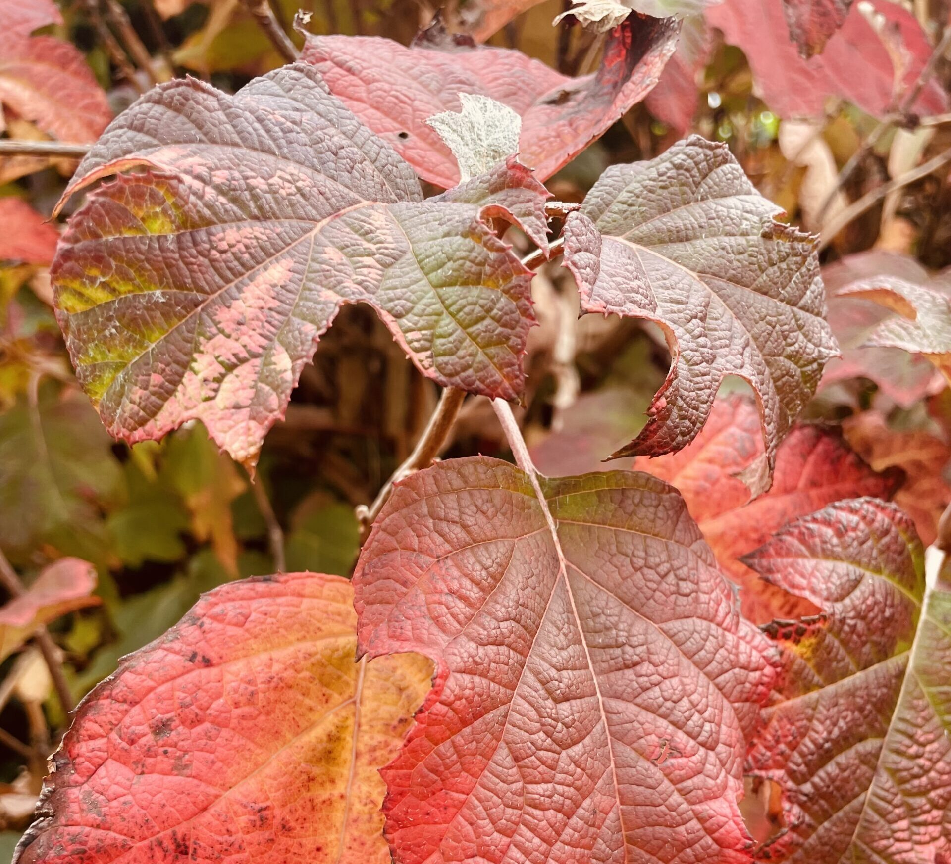 Siamo l’autunno che ci circonda – Piante e strategie per capire il corpo che cambia nella stagione autunnale